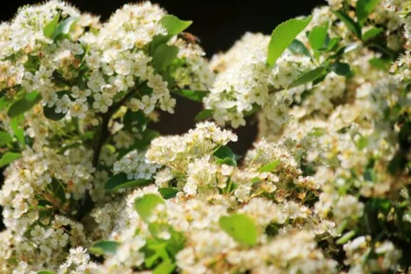 火棘的开花结果时间，一般是3月份开花、8-11月份结果