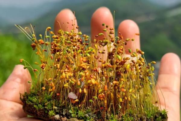 苔花是真正的花吗,不是真正的花