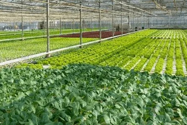 农业标准体系的三个特征,包括生物性、区域性和复杂性