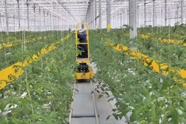农业标准体系的三个特征,包括生物性、区域性和复杂性