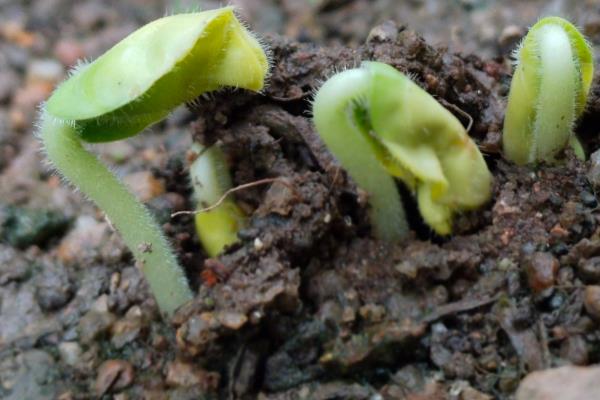 秋葵的简介,属于锦葵科、秋葵属植物