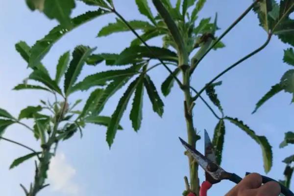 秋葵的简介,属于锦葵科、秋葵属植物