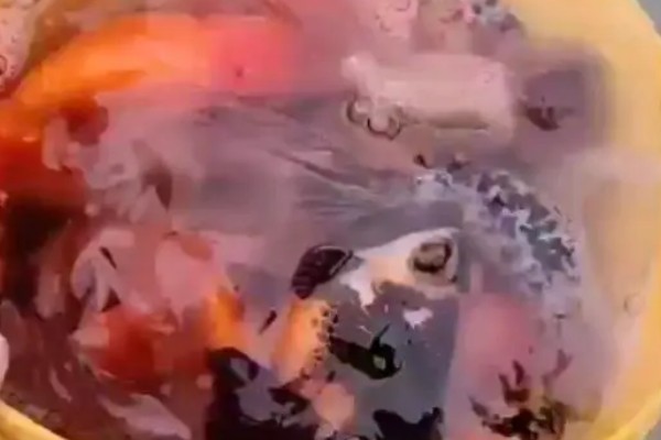 金鱼尾巴上有红血丝可以自愈吗,需要给予治疗