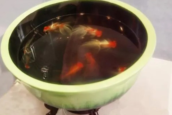 金鱼尾巴上有红血丝可以自愈吗,需要给予治疗