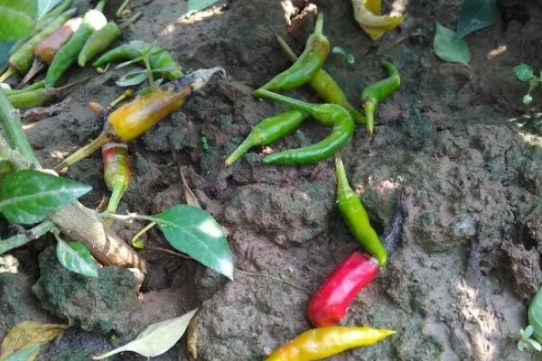 辣椒落果适合打什么药,生理脱落可以喷施植物生长调节剂