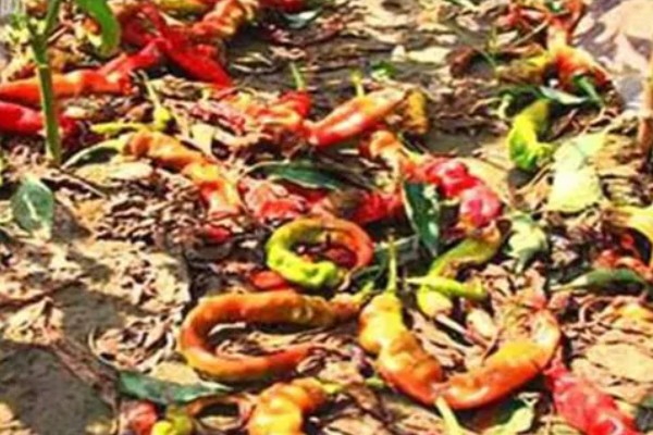 辣椒落果适合打什么药,生理脱落可以喷施植物生长调节剂