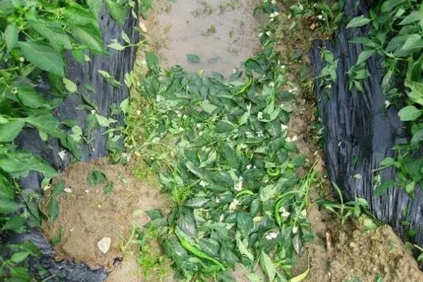 辣椒落果适合打什么药,生理脱落可以喷施植物生长调节剂