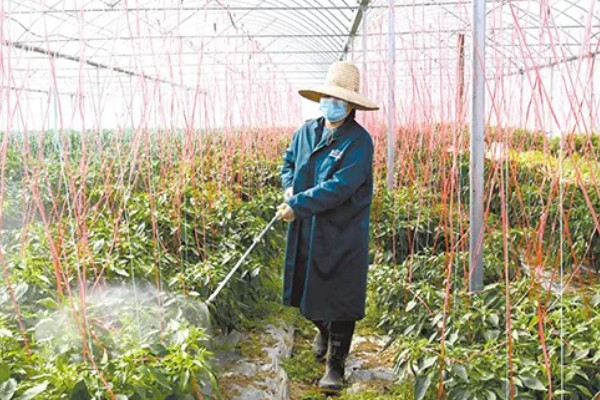辣椒落果适合打什么药,生理脱落可以喷施植物生长调节剂
