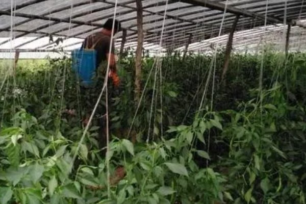辣椒落果适合打什么药,生理脱落可以喷施植物生长调节剂