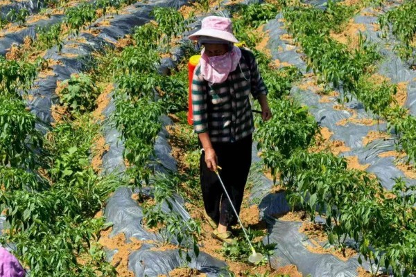 辣椒落果适合打什么药,生理脱落可以喷施植物生长调节剂