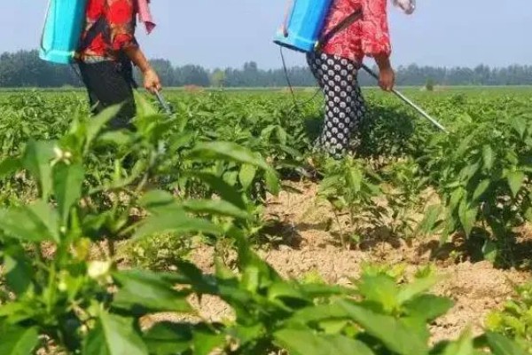 辣椒落果适合打什么药,生理脱落可以喷施植物生长调节剂