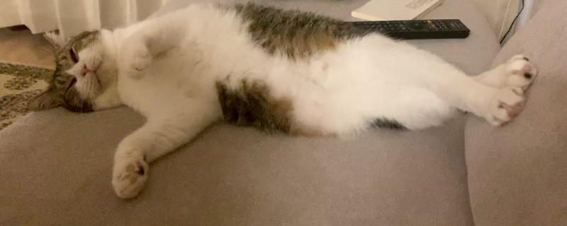 猫最喜欢被主人摸哪个部位，喜欢被摸下巴、脑袋等