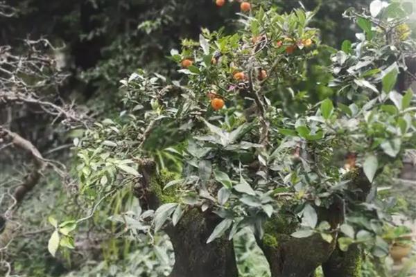 金弹子树桩没有根还能活吗，无根一般不能成活