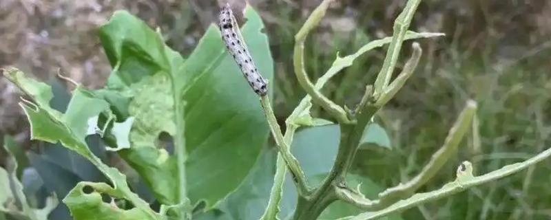 种植芋头怎么防治斜纹夜蛾，可喷施快杀灵等药物