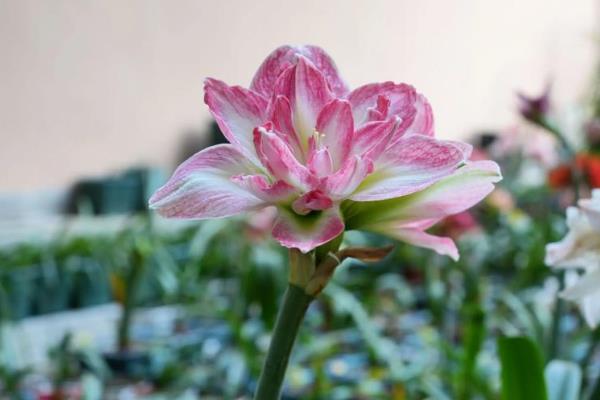 朱顶红开败了如何处理，需及时修剪掉花茎