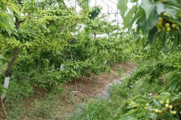 车厘子适合在哪些地区种植,适合种植在山东、安徽、江苏等