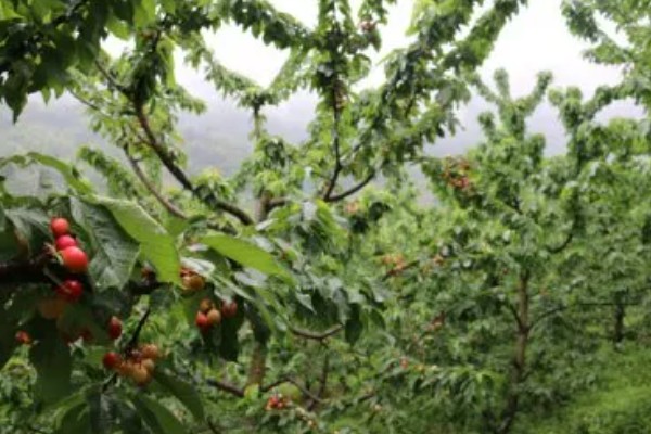 车厘子适合在哪些地区种植,适合种植在山东、安徽、江苏等