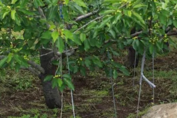 车厘子适合在哪些地区种植,适合种植在山东、安徽、江苏等