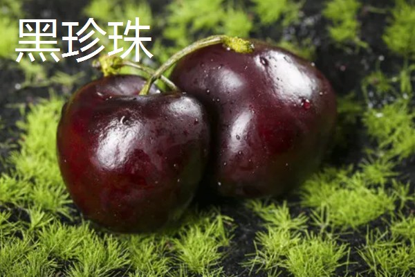 车厘子适合在哪些地区种植,适合种植在山东、安徽、江苏等