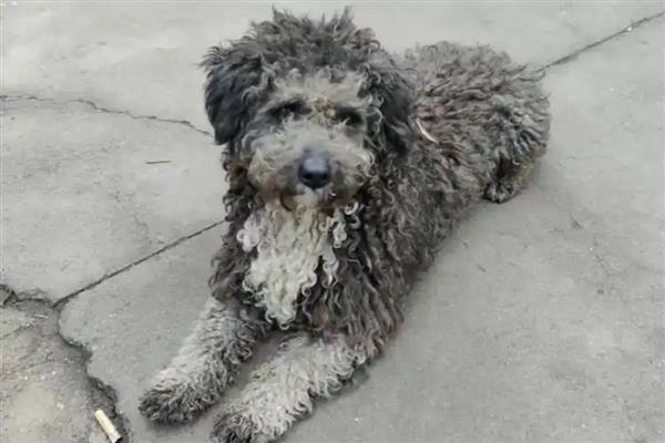 灰色柯利综合征临床的症状,患犬精神沉郁,食欲减退等