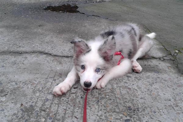 灰色柯利综合征临床的症状,患犬精神沉郁,食欲减退等