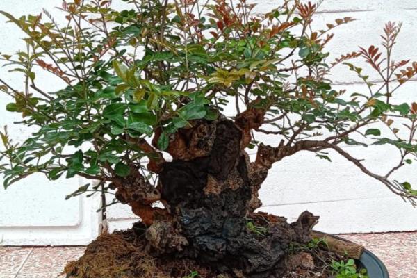 红木香黄叶怎么处理,首先需要改善光照