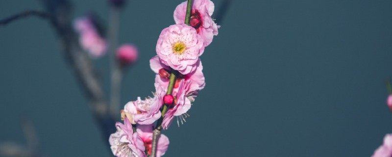 怎样杀灭梅花上的蚧壳虫，虫子不多的话可以用镊子夹掉