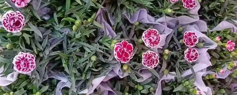 为什么康乃馨不开花，可能是施肥单一所致