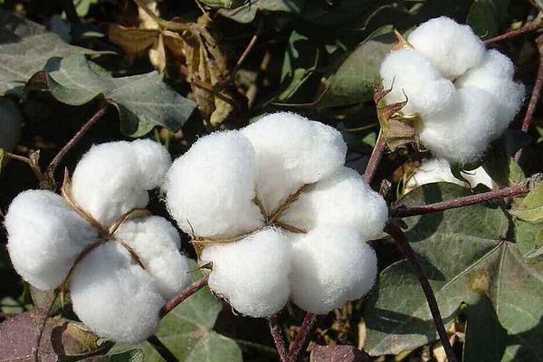 冈棉19号棉花种子特征特性，属转Bt基因常规抗虫棉品种