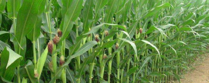 H1678玉米种子特点，密度5000株/亩左右