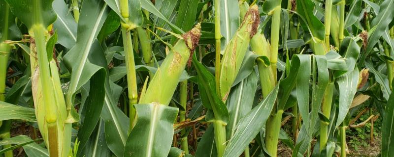 C23559玉米种子特点，中抗丝黑穗病