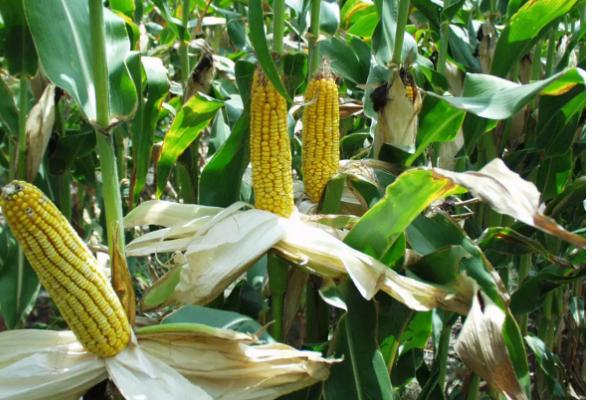 H1678玉米种子特点，密度5000株/亩左右