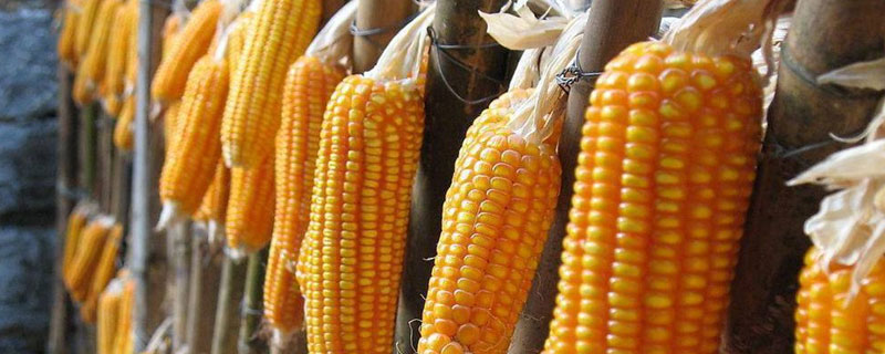 布朗2号玉米种子特点，密度6000株/亩左右