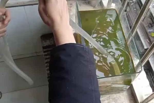 怎么判断鱼缸要不要换水，主要看水体的浑浊情况而定