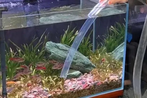 怎么判断鱼缸要不要换水，主要看水体的浑浊情况而定
