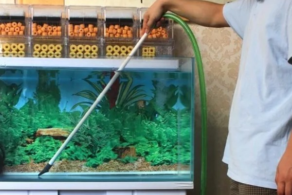 怎么判断鱼缸要不要换水，主要看水体的浑浊情况而定