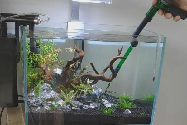 怎么判断鱼缸要不要换水，主要看水体的浑浊情况而定