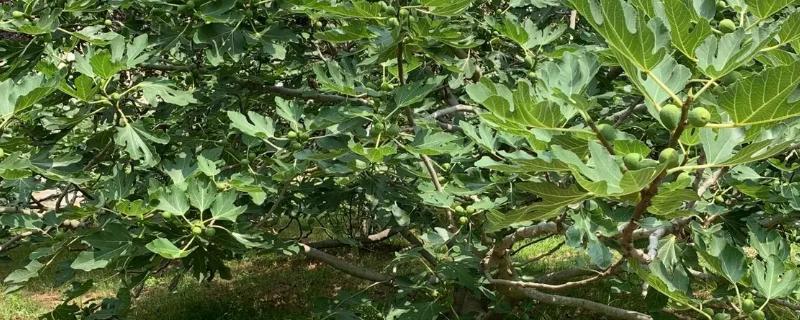 无花果什么时候摘心，幼苗期要进行摘心
