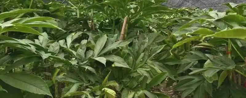 魔芋白绢病的发病条件，25-28℃时易发生该病