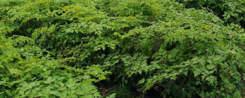 中药的种植前景，其需求增加