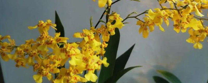 文心兰的养殖方法，春秋季节每隔2-3天浇一次水