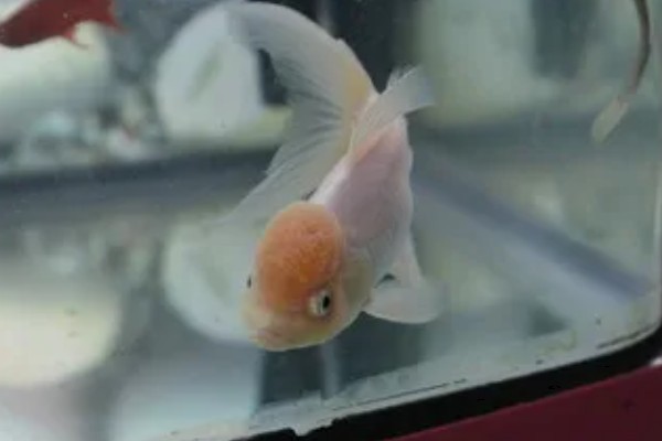 狮子头金鱼头上有白点的原因,可能是得了白点病