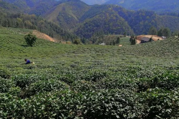 安化黑茶是什么茶,是后发酵茶