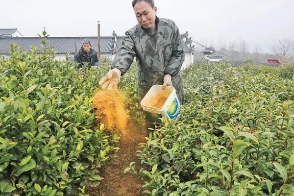 安化黑茶是什么茶,是后发酵茶