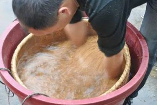 水稻浸种催芽的步骤,浸种前一周要进行晒种