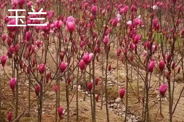 玉兰与广玉兰的区别，植株形态和花期均不同