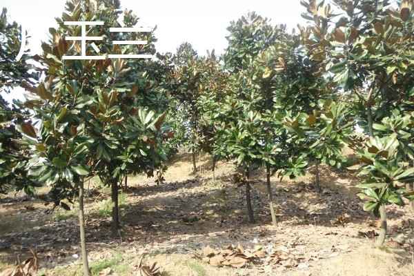 玉兰与广玉兰的区别，植株形态和花期均不同