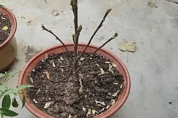 玉兰与广玉兰的区别，植株形态和花期均不同