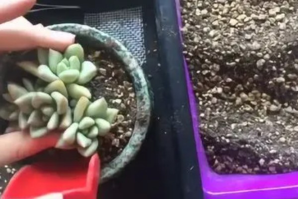 多肉招财手如何繁殖,可扦插繁殖