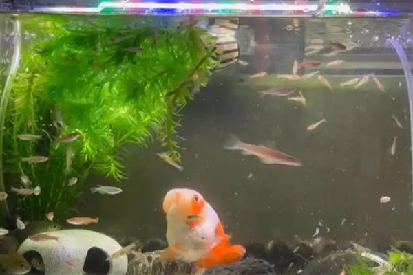 让鱼缸不长藻的方法，不能长时间受到阳光直射